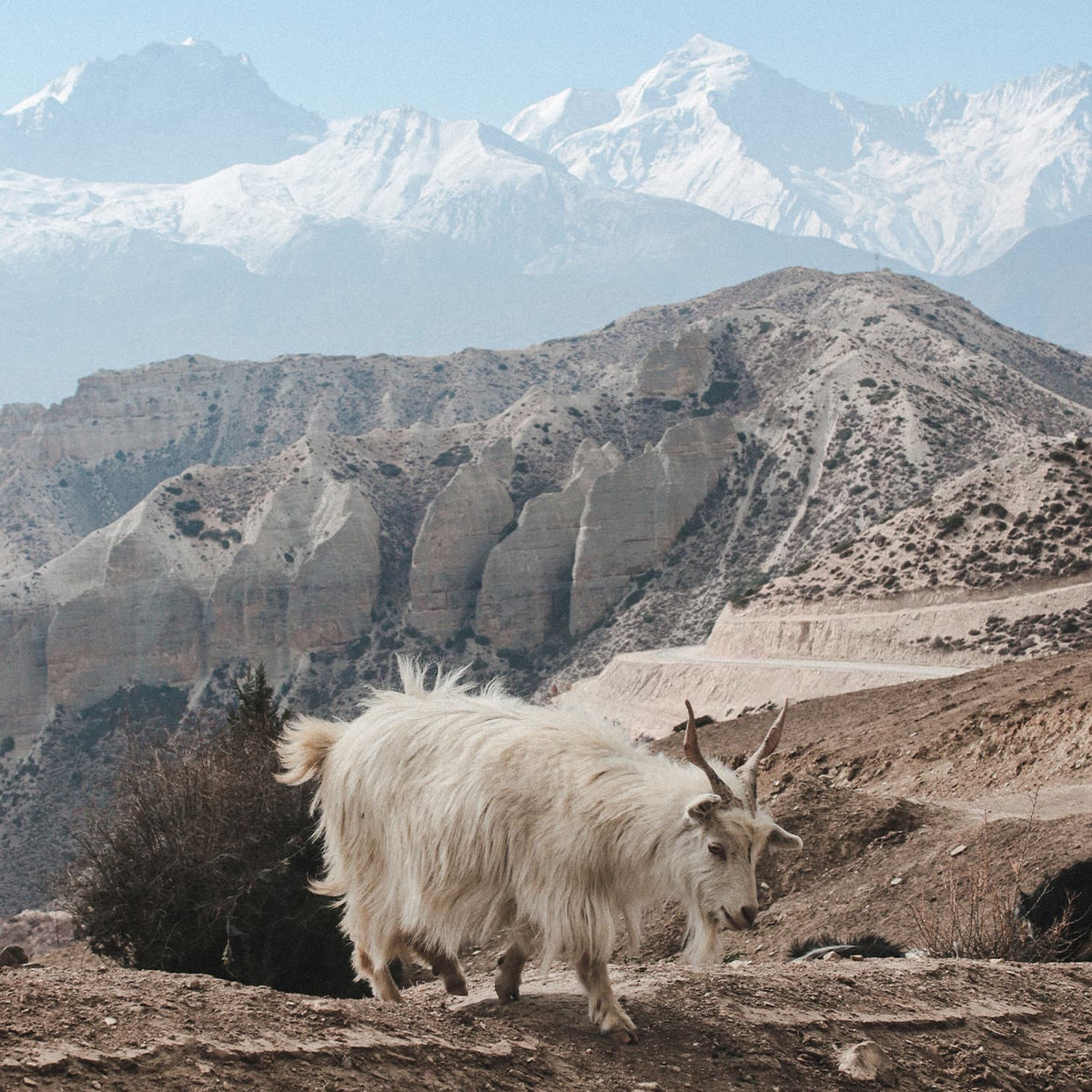 Cashmere - Where does the noblest wool in the world come from?